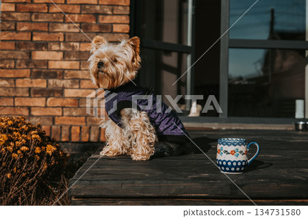 Yorkshire terrier dog wearing a purple coat sits on a wooden deck. A cute small Yorkie doggy sits on a wooden terrace in autumnal sunny day. 134731580