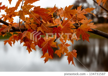 Autumn maple leaves in vibrant orange, yellow and red colors over a blurred lake. The colorful leaves of autumn. Nature scene, fall season. 134731587