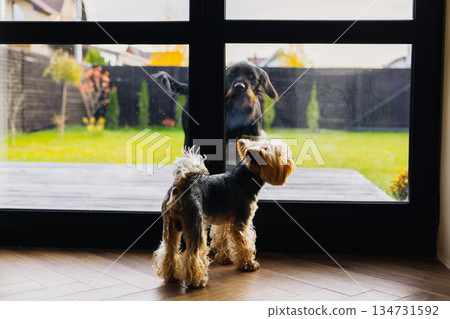Two dogs - a big one and small one - looking through a glass door at each other. A Yorkshire terrier and Drahthaar looking through a glass door. Two dogs - a big one and small one - looking through a glass door at each other. A Yorkshire terrier and Drahthaar looking through a glass door. 134731592