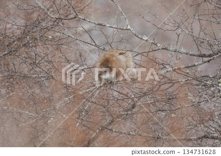A baby Japanese monkey munching on nuts in the snow 134731628