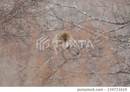一隻日本小猴子在雪地裡吃堅果。 134731629