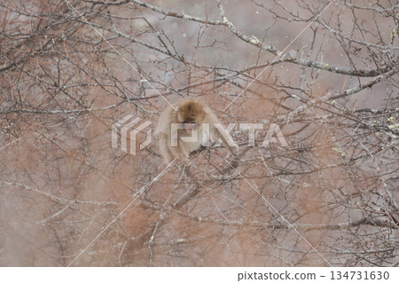 A baby Japanese monkey trying to eat nuts in the snow 134731630