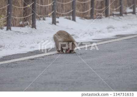 日本獼猴舔舐雪地裡的瀝青路面 134731633