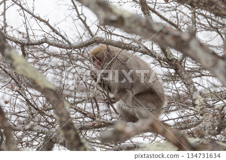 日本猴在雪地裡吃堅果 134731634