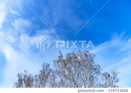 冬日的天空、雲彩和樹木 134731688