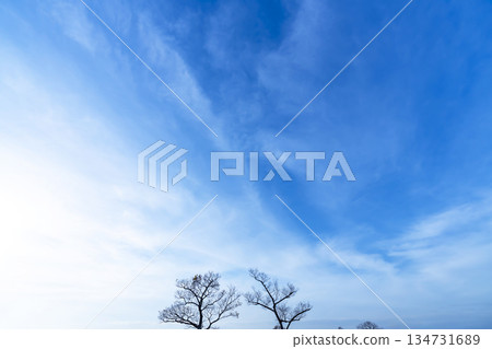 Winter sky, clouds and trees 134731689