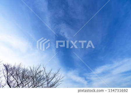 冬日的天空、雲彩和樹木 134731692