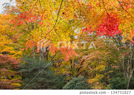 Autumn foliage scenery (Aichi Prefecture) 134731827