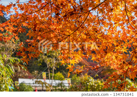 豐田市(愛知縣)大井平公園的景色 豐田市(愛知縣)大井平公園的景色 134731841
