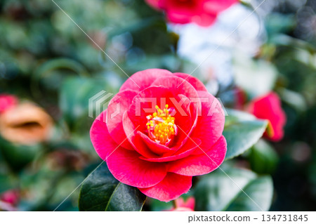 Red camellias herald the arrival of spring at Kew Gardens on the outskirts of London Red camellias herald the arrival of spring at Kew Gardens on the outskirts of London 134731845