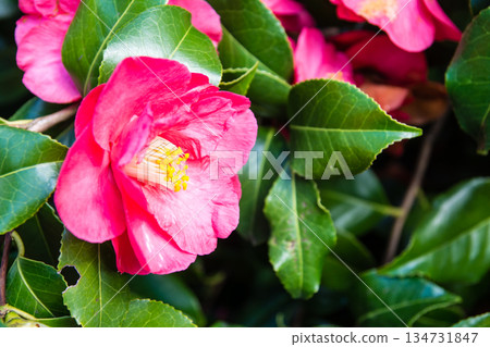 在倫敦郊外的邱園，紅色的山茶花預示著春天的到來。 134731847