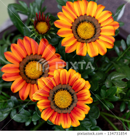 Overhead view of vibrant orange and yellow Gazania flowers. Overhead view of vibrant orange and yellow Gazania flowers. 134731854