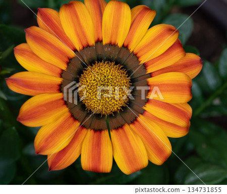 Striking Gazania flower head with yellow and orange striped petals. Striking Gazania flower head with yellow and orange striped petals. 134731855