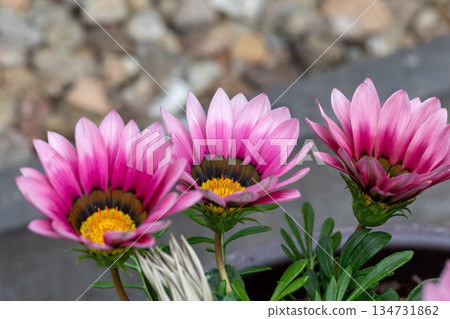 Three vibrant pink and white Gazania flowers blooming outdoors 134731862