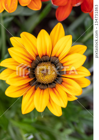 Radiant Yellow Gazania Flower in Full Bloom 134731863