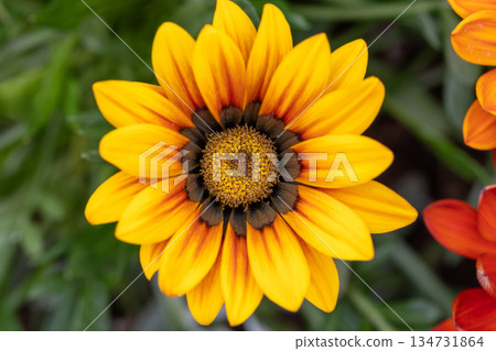 Vibrant Gazania rigens Flower Close-Up 134731864