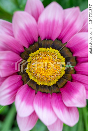 Close-up of Pink Gazania Flower 134731877