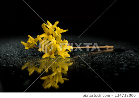 Forsythia blossom with reflective surface, dark background Forsythia blossom with reflective surface, dark background 134732006