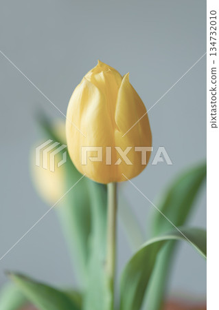 Close-up of a Yellow Tulip flower. 134732010