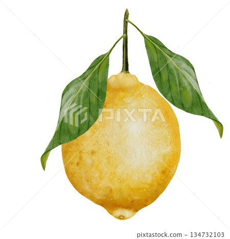 Lemon watercolor drawing. Hand drawn tropical sour fruit. Clip art of juicy yellow lime. Citrus on isolated white background. Ideal for logo and packaging of natural cosmetics, household chemicals and Lemon watercolor drawing. Hand drawn tropical sour fruit. Clip art of juicy yellow lime. Citrus on isolated white background. Ideal for logo and packaging of natural cosmetics, household chemicals and 134732103