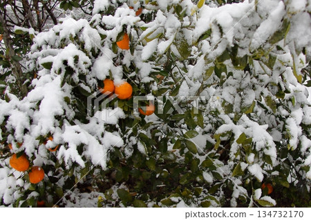 被雪掩埋的橘子 134732170