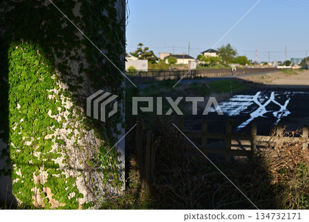 準備將水引到爬滿常春藤的橋墩外的稻田裡 134732171