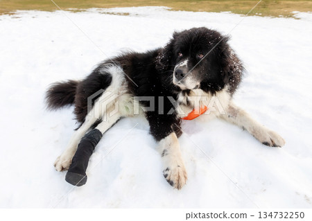 Bulgarian Shepherd, Karakachan Dog Portrait Bulgarian Shepherd, Karakachan Dog Portrait 134732250