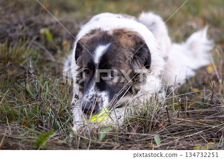 Bulgarian, Karakachan Dog playing with ball Bulgarian, Karakachan Dog playing with ball 134732251
