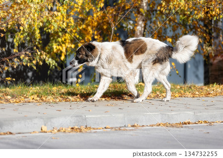 Bulgarian Shepherd, Karakachan Dog Portrait Bulgarian Shepherd, Karakachan Dog Portrait 134732255
