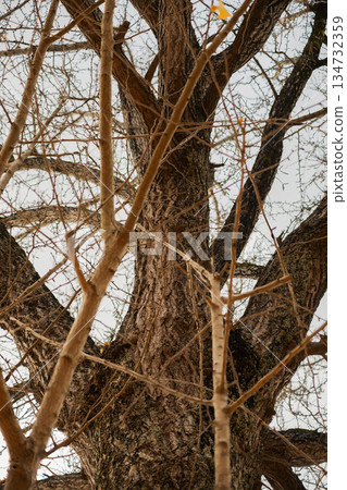 樹皮紋理粗獷，冬季枝條交錯繁複。 134732359
