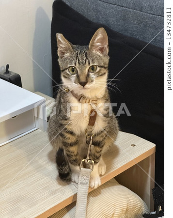A portrait of a tabby cat on a leash indoors. A portrait of a tabby cat on a leash indoors. 134732811