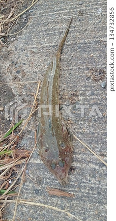 剛抓到一隻鼠蝦虎魚（扁頭蝦虎魚） 134732856