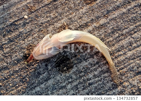 一條日本蝦虎魚被捕獲並翻了過來，露出了它腹部的吸盤。 134732857