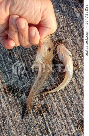 Fishing for fallen goby and goby during spawning season Fishing for fallen goby and goby during spawning season 134732858