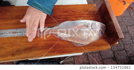 Measuring the size of red sea bream at a fishing tournament 134732861