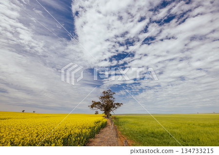 Fields of Canola in Victoria Australia Fields of Canola in Victoria Australia 134733215
