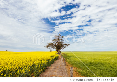 Fields of Canola in Victoria Australia 134733216
