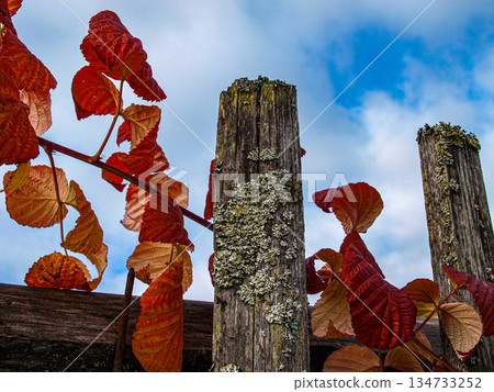 Autumn leaves on a wooden fence against a blue sky with clouds 134733252