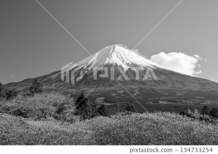【靜岡縣】白絲自然公園三俁山和富士山的黑白照片 【靜岡縣】白絲自然公園三俁山和富士山的黑白照片 134733254