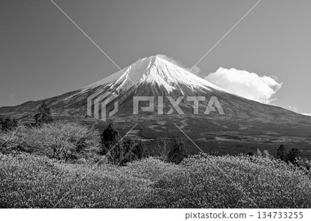 【靜岡縣】白絲自然公園三俁山和富士山的黑白照片 134733255