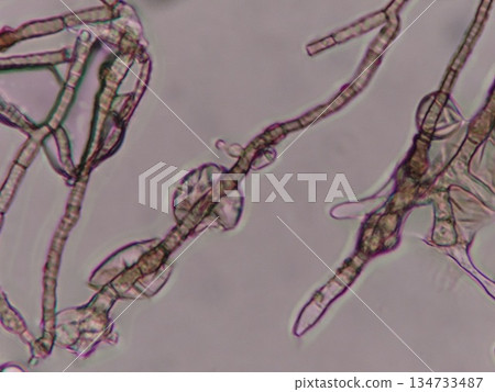 蔬菜上的黴菌菌絲 134733487