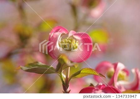 Dogwood 1 Dogwood 1 134733947