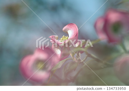 山茱萸3 山茱萸3 134733950