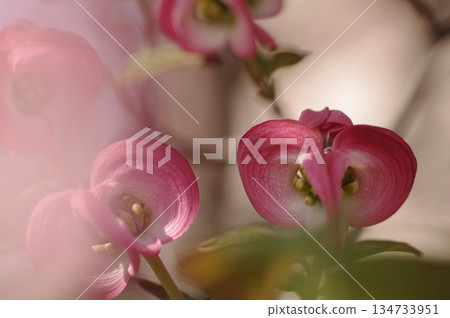 山茱萸 4 134733951