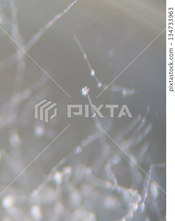 Aspergillus mycelium thinner than a hair 134733963