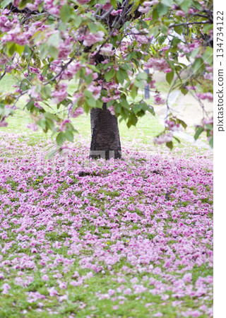 公園裡的里櫻（Satozakura）花已經凋落，在地上鋪成一層粉紅色的地毯。它的學名是Prunus serrulata。 134734122