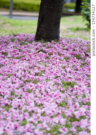 公園裡的里櫻(Satozakura)花已經凋落,在地上鋪成一層粉紅色的地毯。它的學名是Prunus serrulata。 公園裡的里櫻(Satozakura)花已經凋落,在地上鋪成一層粉紅色的地毯。它的學名是Prunus serrulata。 134734127