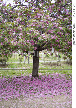 公園裡的里櫻(Satozakura)花已經凋落,在地上鋪成一層粉紅色的地毯。它的學名是Prunus serrulata。 公園裡的里櫻(Satozakura)花已經凋落,在地上鋪成一層粉紅色的地毯。它的學名是Prunus serrulata。 134734128