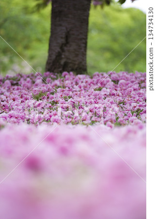 The Satozakura (satozakura) flowers in the park have fallen, leaving a pink carpet on the ground. The scientific name is Prunus serrulata. The Satozakura (satozakura) flowers in the park have fallen, leaving a pink carpet on the ground. The scientific name is Prunus serrulata. 134734130