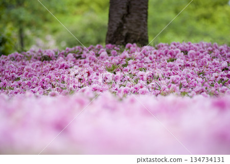 公園裡的里櫻（Satozakura）花已經凋落，在地上鋪成一層粉紅色的地毯。它的學名是Prunus serrulata。 134734131